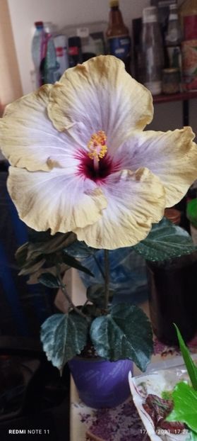  - Hibiscusi