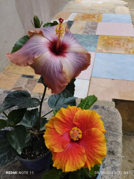  - Hibiscusi