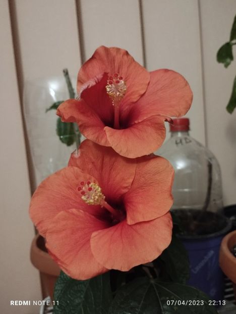  - Hibiscusi