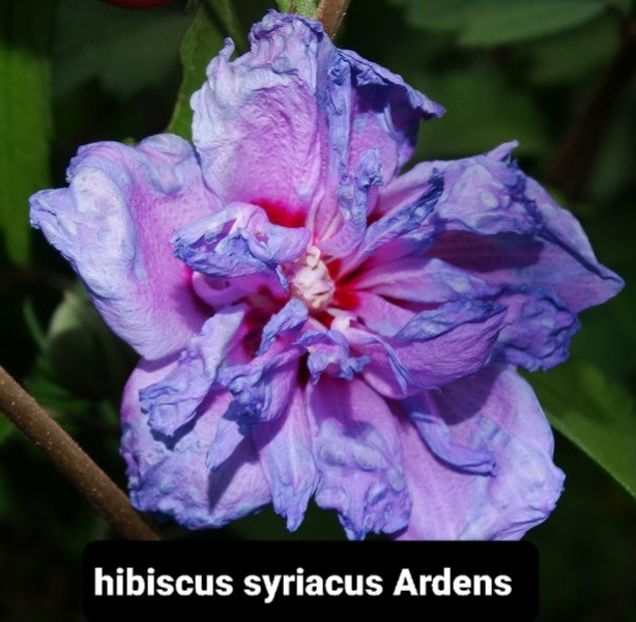  - Hibiscus syriacus