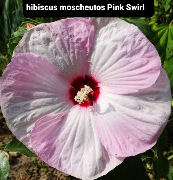  - Hibiscus moscheutos