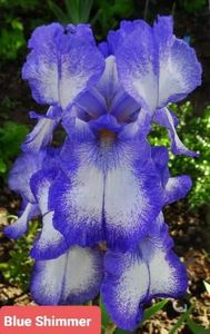  - IRISI GERMANICA