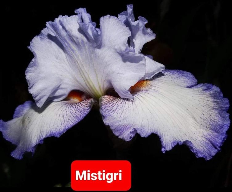  - IRISI GERMANICA