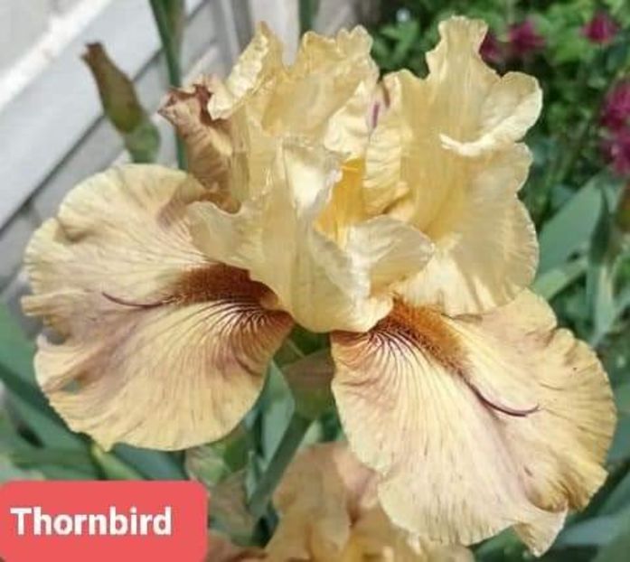  - IRISI GERMANICA