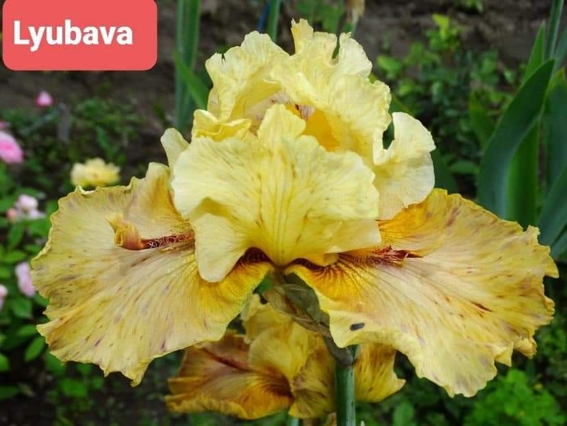  - IRISI GERMANICA