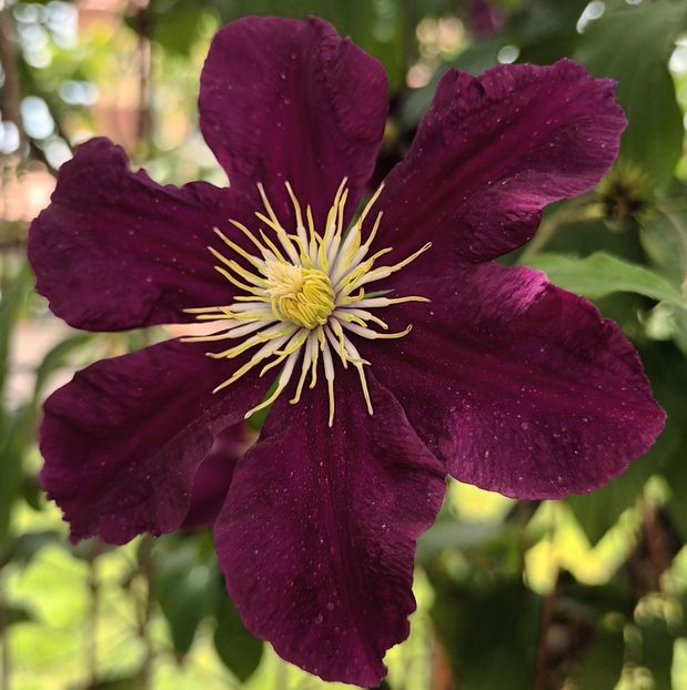  - Clematis