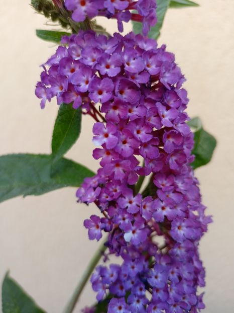 Berries and Cream - Grădina 2023 continuare 4
