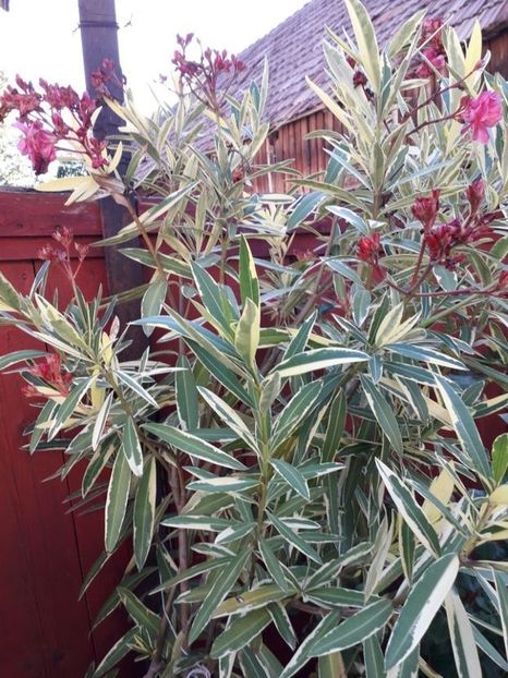  - variegat nr 24