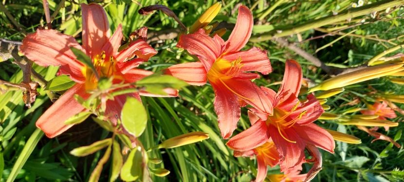 Nr 12 5 lei - Hemerocallis Crin de o zi