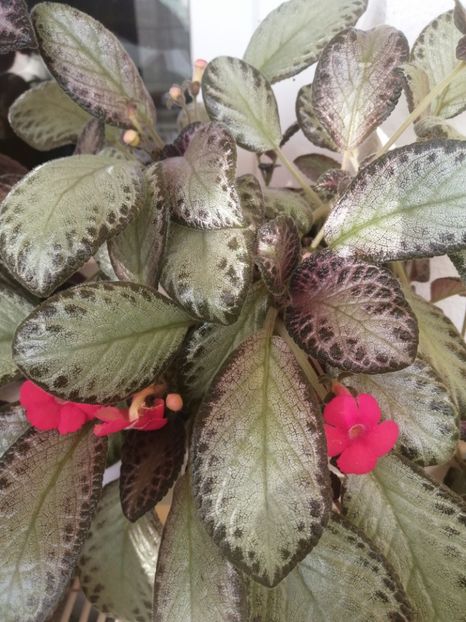  - Episcia 1 Silver sheen