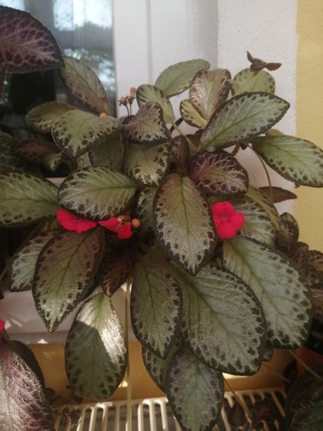  - Episcia 1 Silver sheen