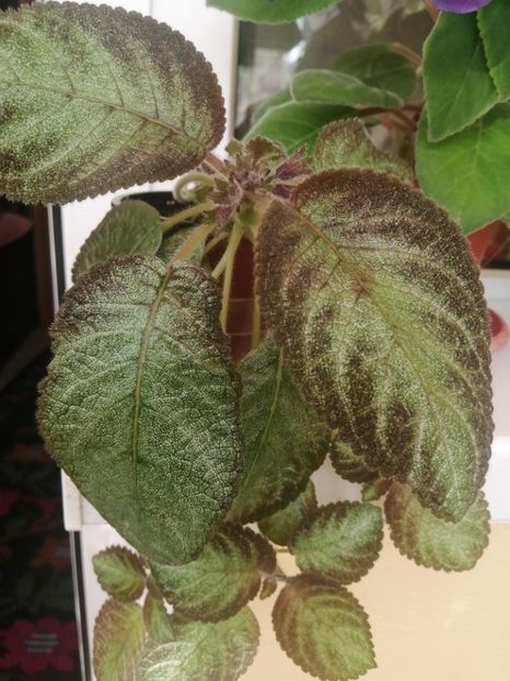  - EPISCIA
