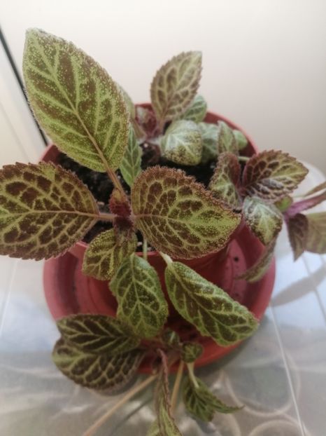  - EPISCIA