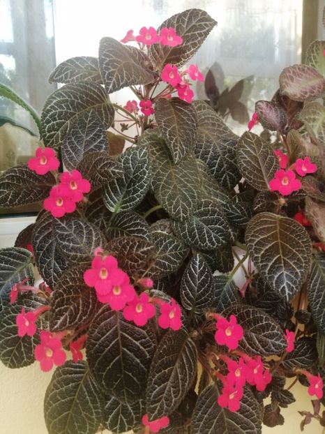  - EPISCIA