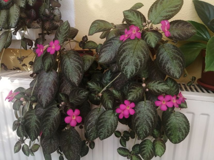  - EPISCIA