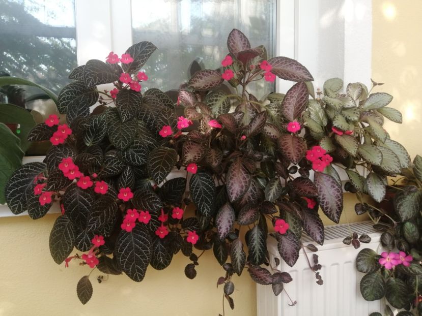  - EPISCIA