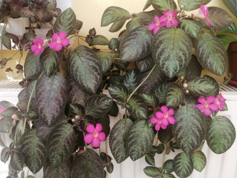  - EPISCIA