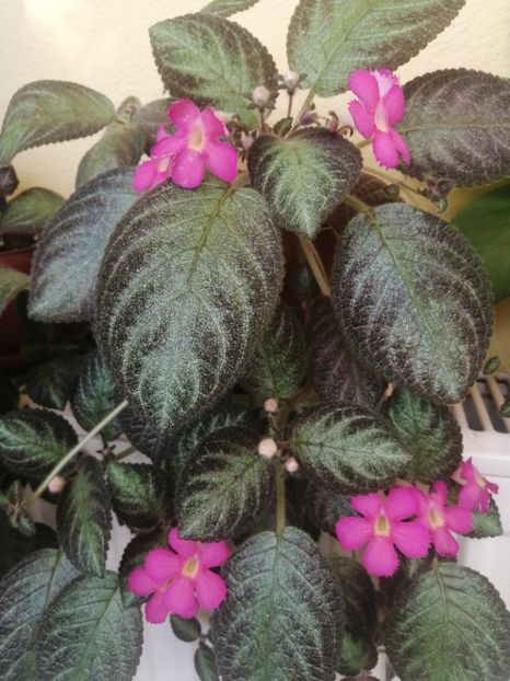  - EPISCIA