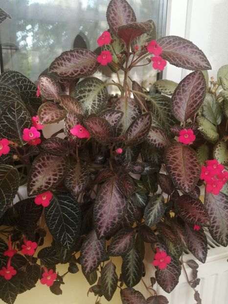  - EPISCIA