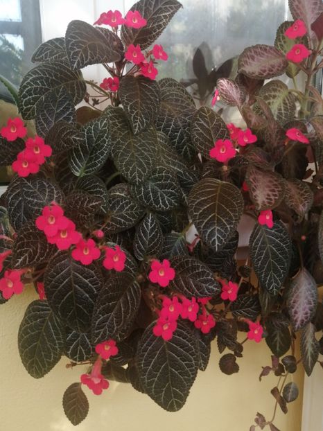  - EPISCIA