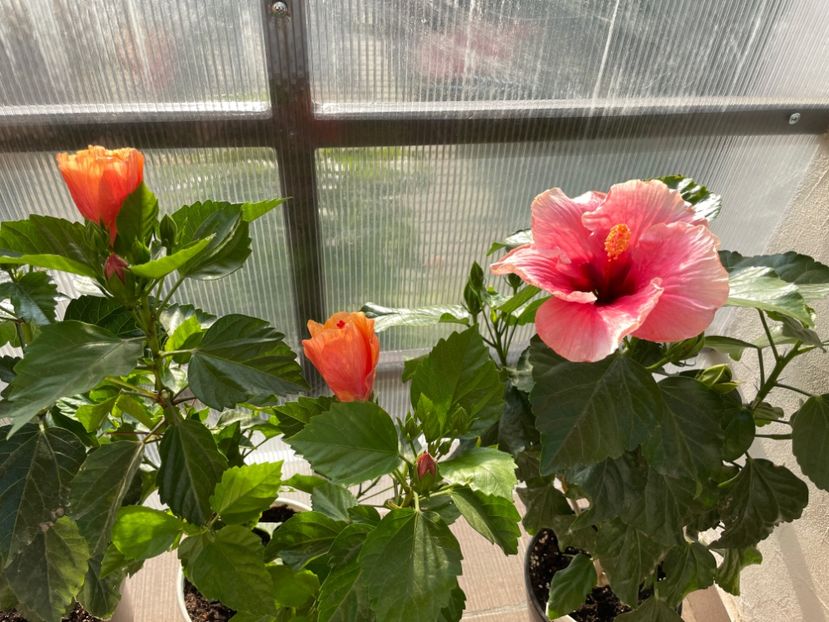 3AF94A5C-8AEB-4C58-8500-F1F239D922E4 - 001 - Hibiscusi