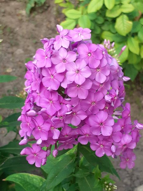 20230719_063313(0) - IULIE 2023