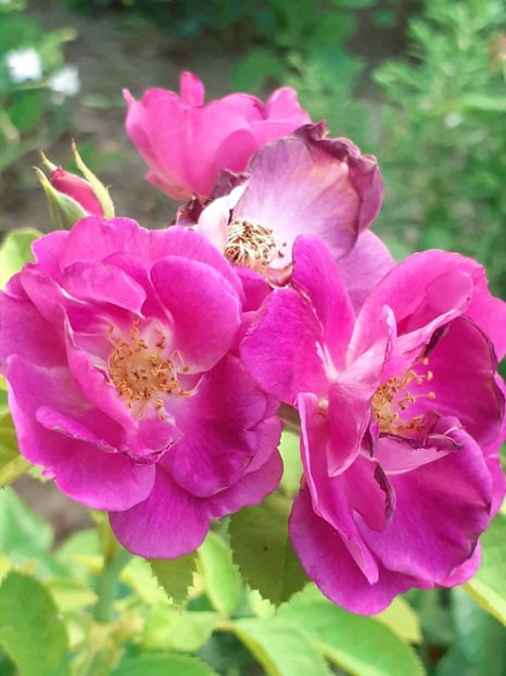 20230719_063253(0) - IULIE 2023