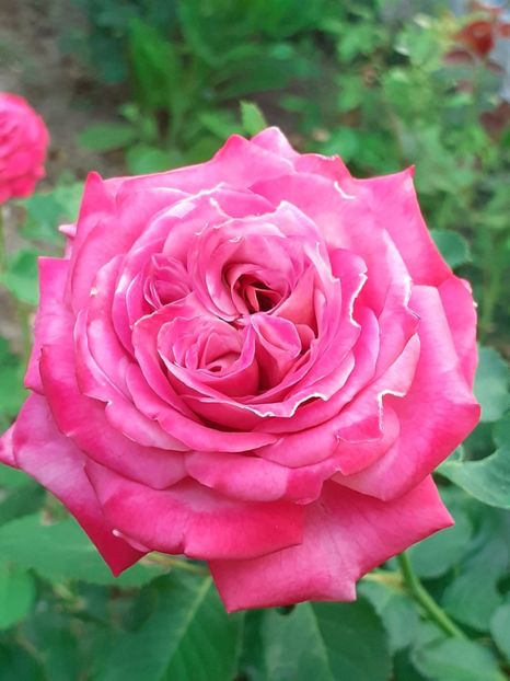 20230719_063101(0) - IULIE 2023