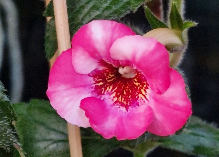 Rebecca Houche - Achimenes 2023