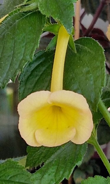 Honey Queen - Achimenes 2023