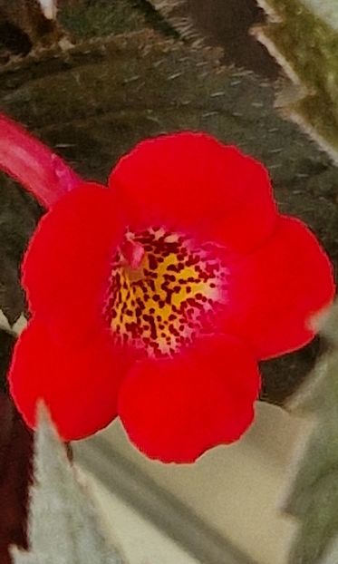 Fire Vortex - Achimenes 2023