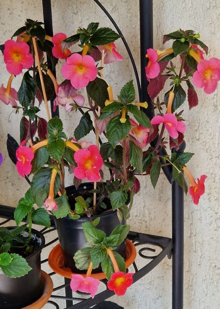  - Peach Cascade p