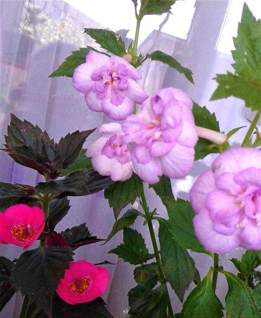  - 0000 ACHIMENES