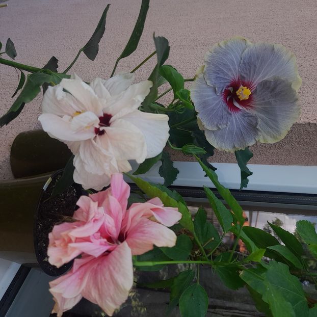 19.07.2023 - HIBISCUSI 2023-1