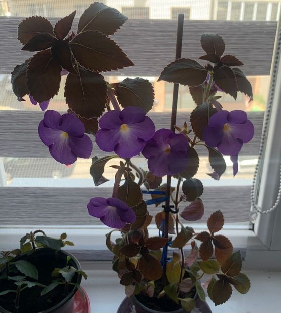 IMG-20230719-WA0027 - BRID-s LUISA