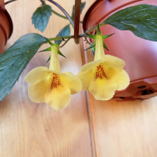  - Yellow Beauty