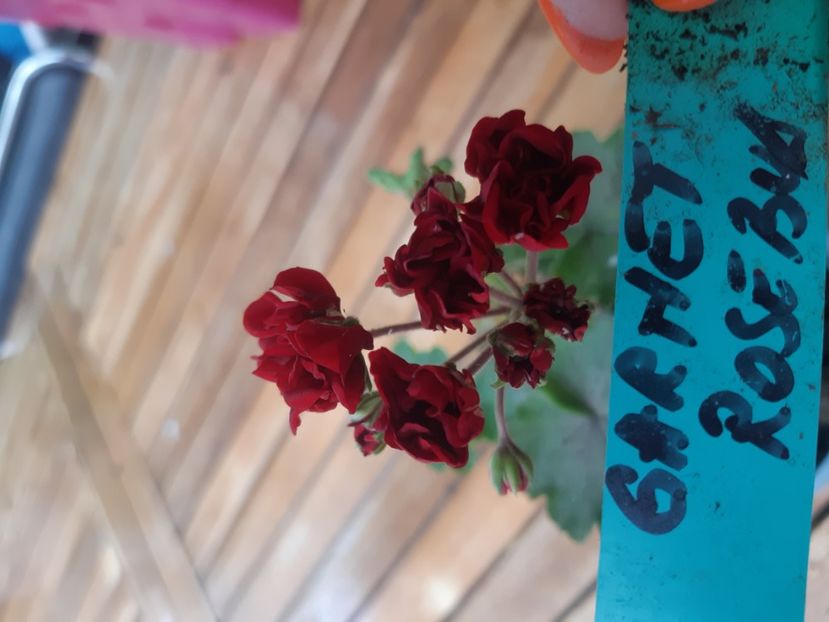  - Muscate trandafirasi