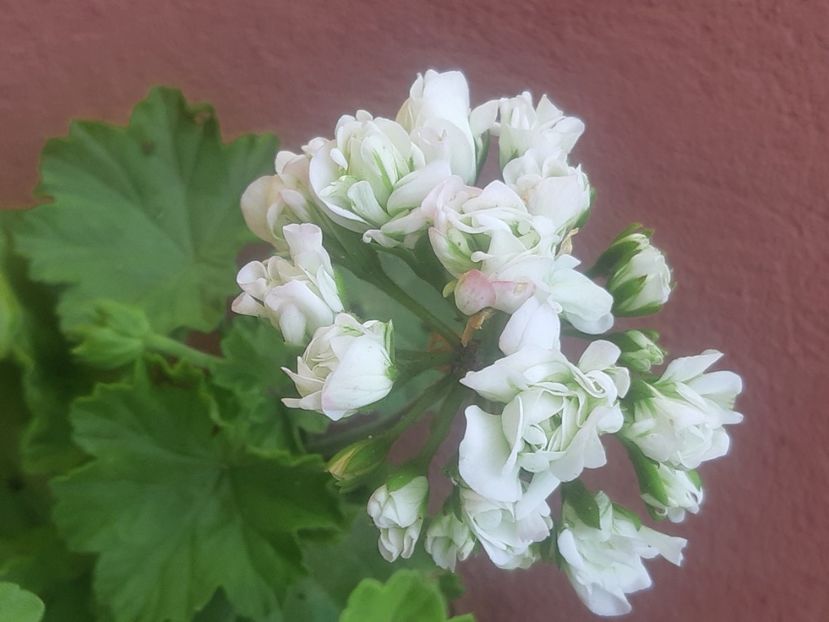  - Muscate trandafirasi