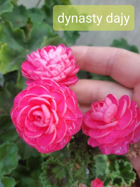  - Muscate trandafirasi