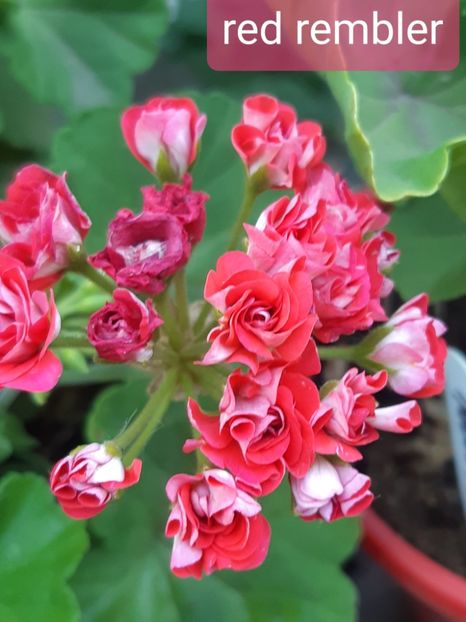  - Muscate trandafirasi