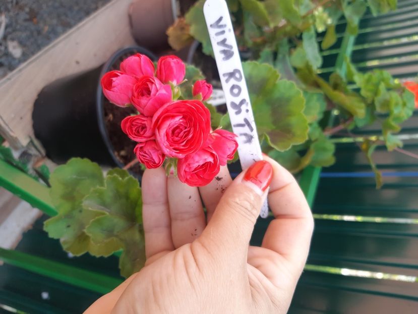  - Muscate trandafirasi