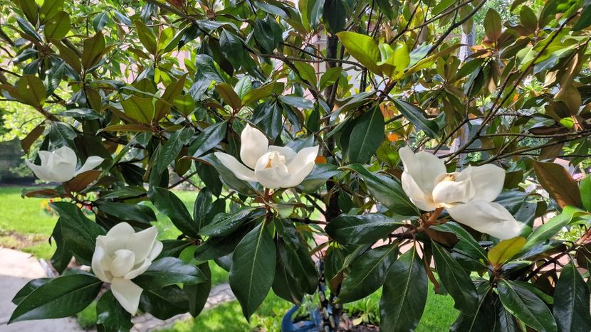  - Magnolia GRANDIFLORA -evolutie 2009