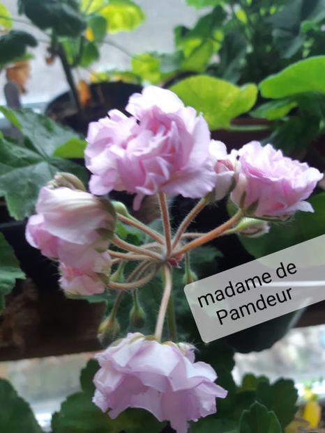  - Muscate trandafirasi