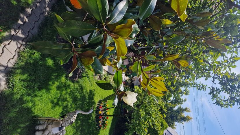  - Magnolia GRANDIFLORA -evolutie 2009