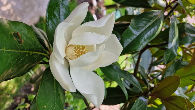  - Magnolia GRANDIFLORA -evolutie 2009