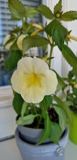 2023 - Hymalaian Sunrise A