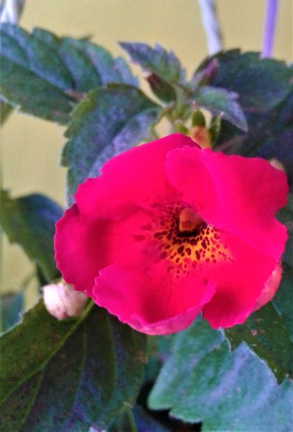  - 000014 ACHIMENES