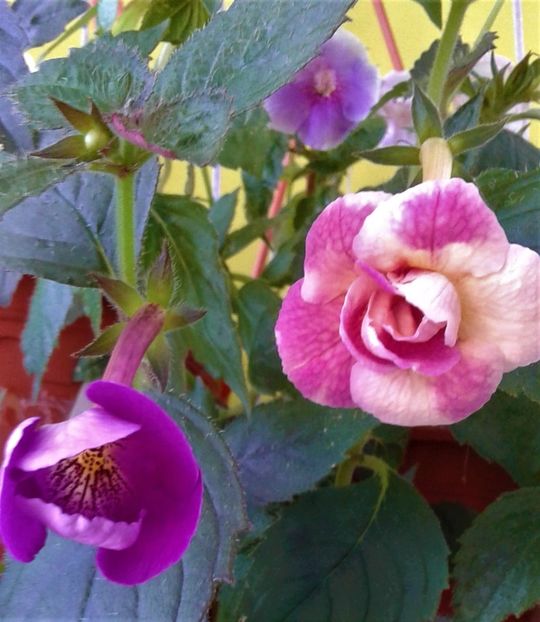  - 000014 ACHIMENES