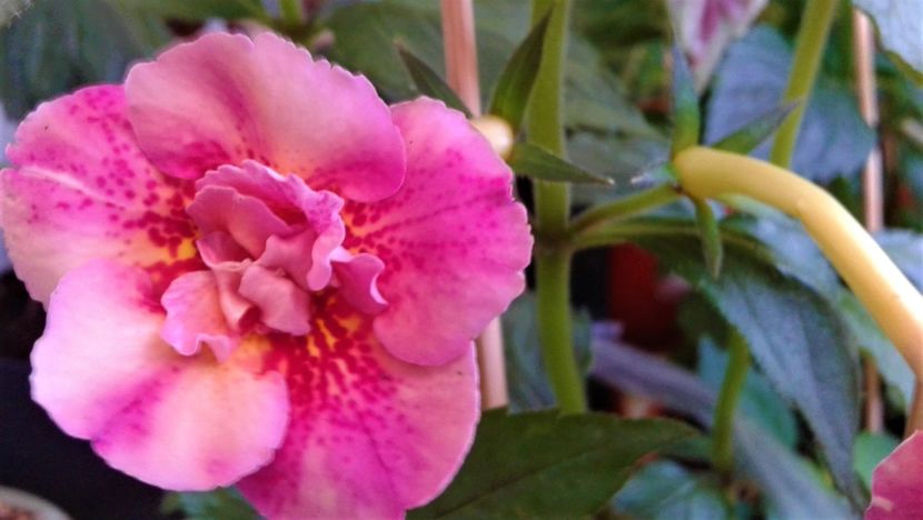  - 000014 ACHIMENES