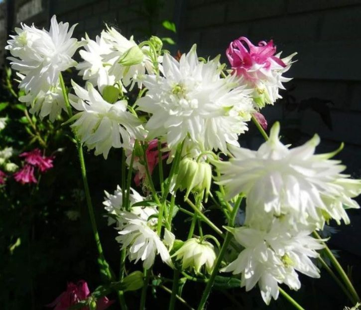 White Barlow - Caldaruse